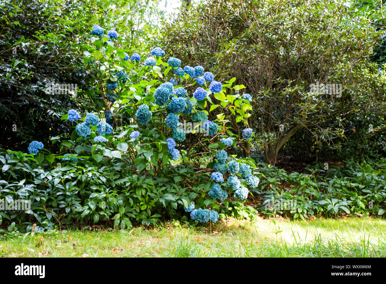 Eine Blaue Hortensie Bush Hydrangea macrophylla in Blume in einem Englischen Garten im September Stockfoto