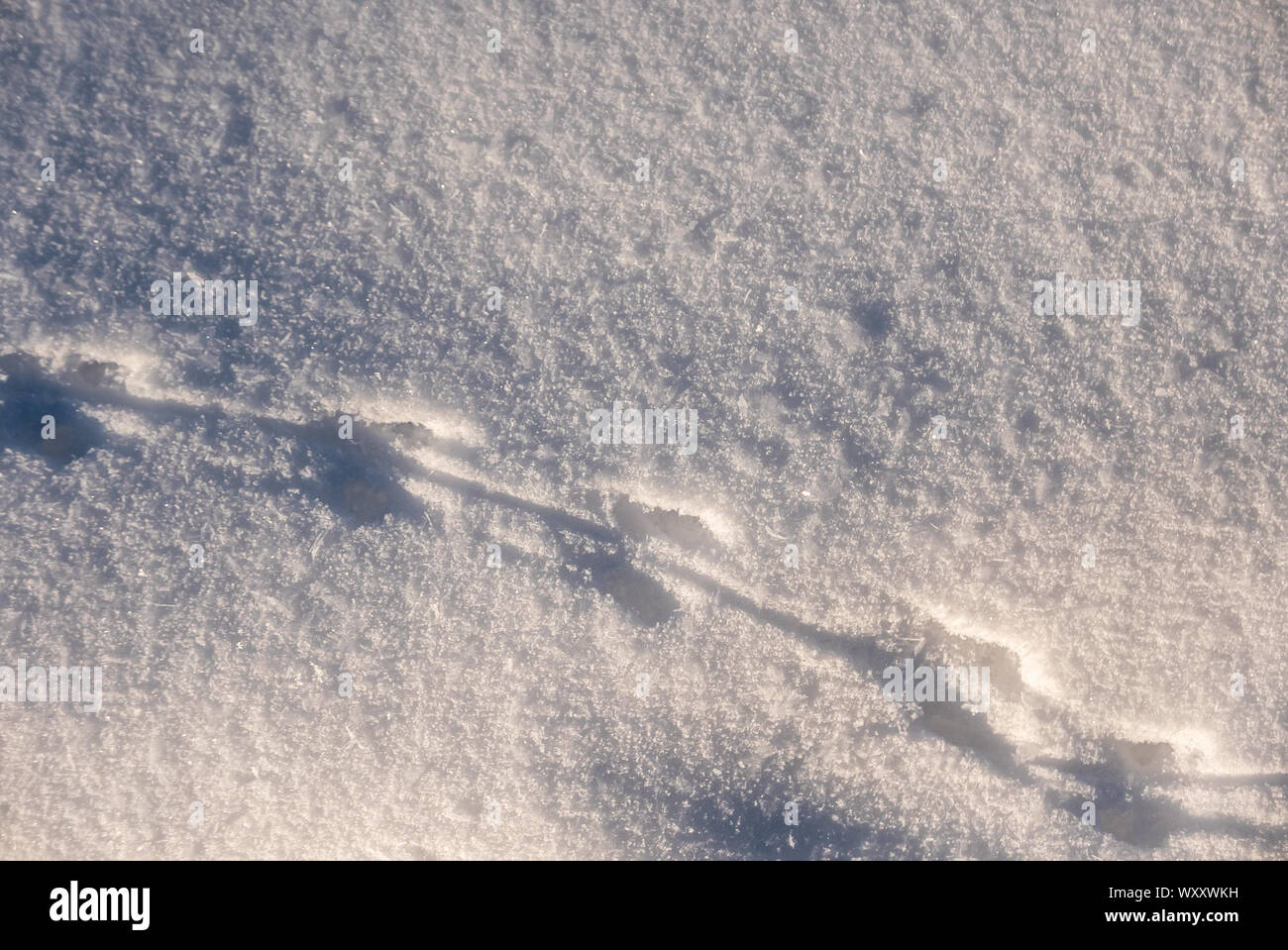 Nahaufnahme Detail der Maus oder Nagetier Spuren im frischen Schnee Stockfoto