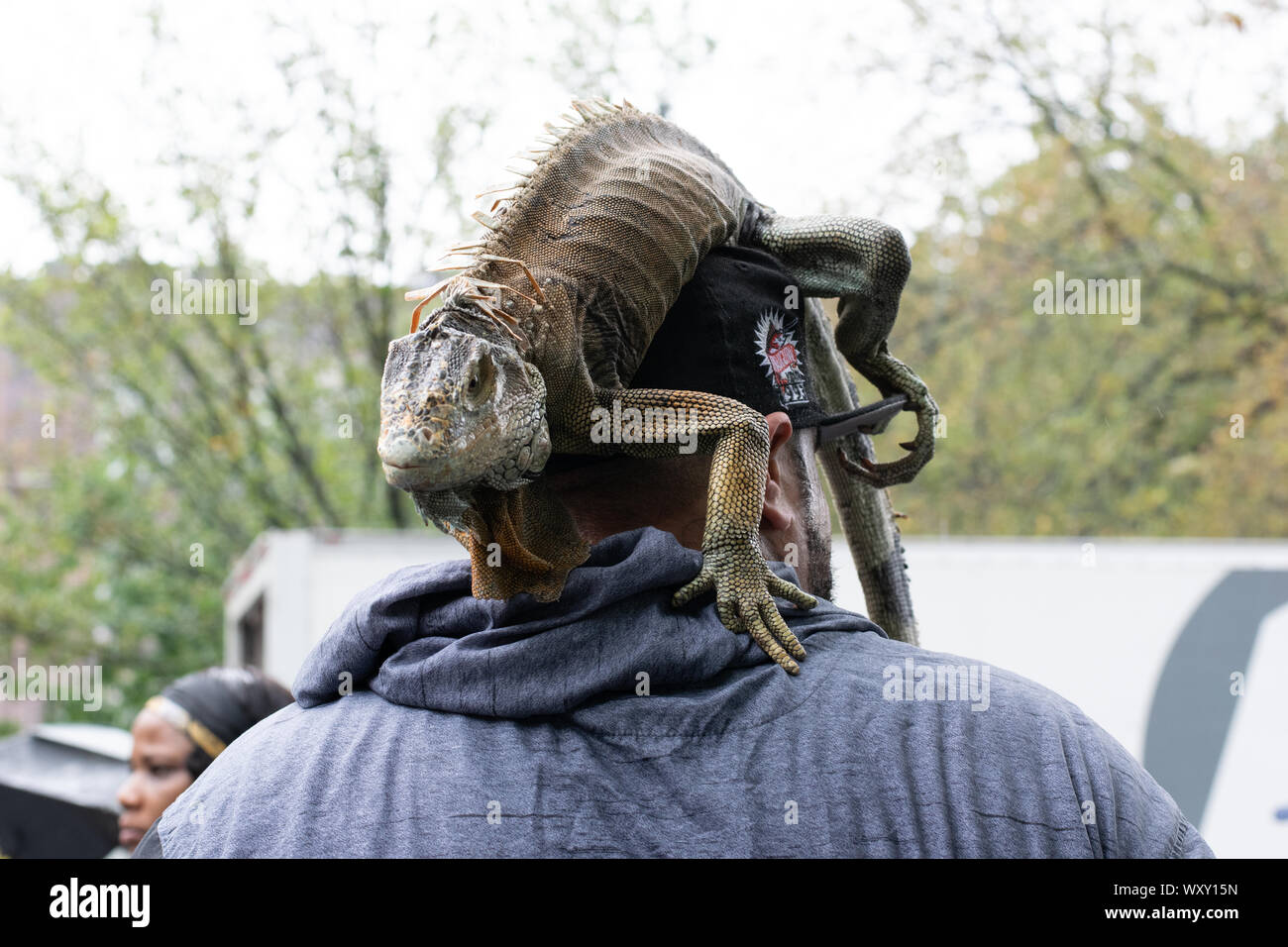 Ein Mann hat sich einen Leguan in-Kopf gelegt und damit posiert vor der Kamera Der Mann ist von hinten zu sehen, der Leguan ist vorn vorne zu Stockfoto