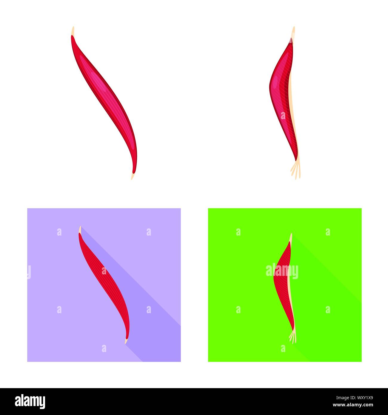 Vektor Design der Faser und muskulös Symbol. Sammlung von Faser- und Körper vektor Illustration. Stock Vektor