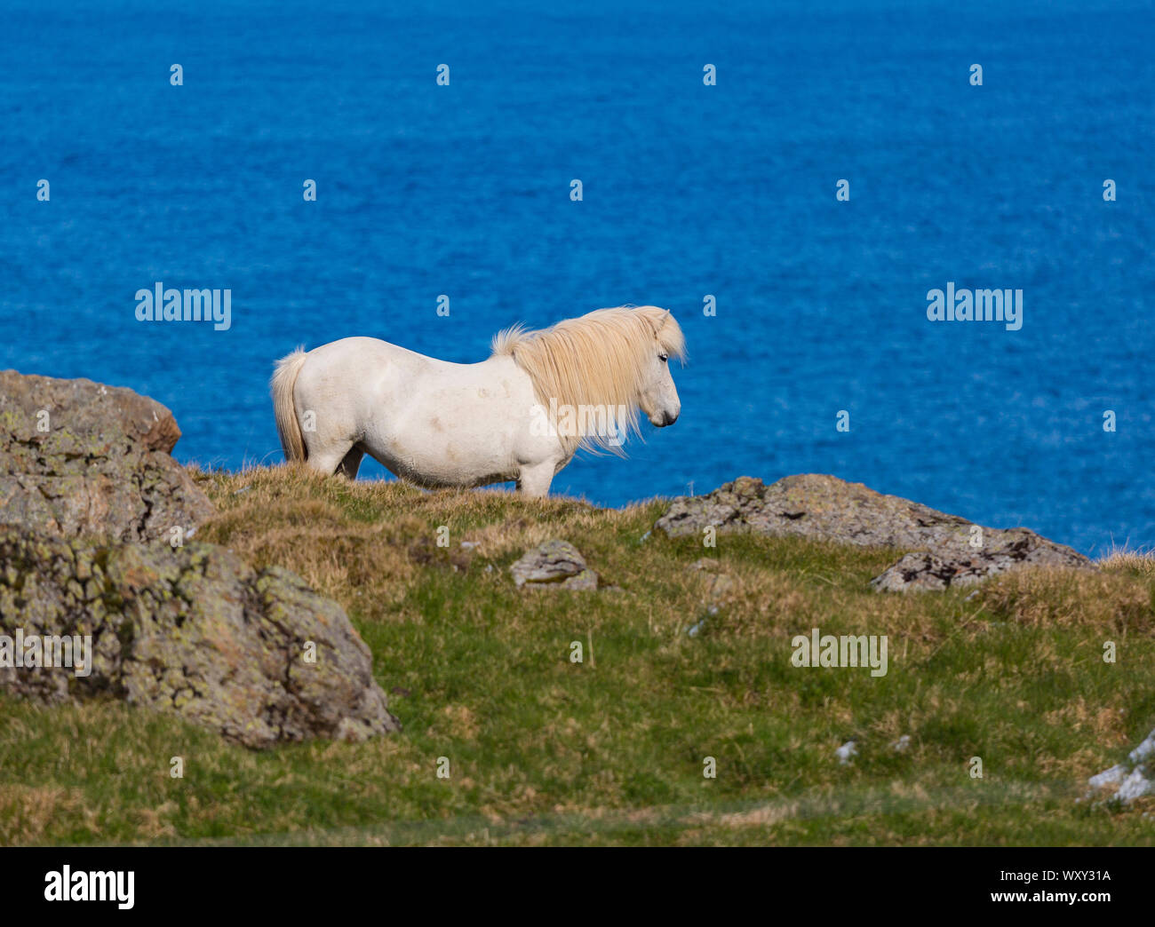 - GRETTISLAUG REYKIR, ISLAND - Weiße Islandpferd auf Bergrücken mit Blick auf Coimbra Fjord. Stockfoto