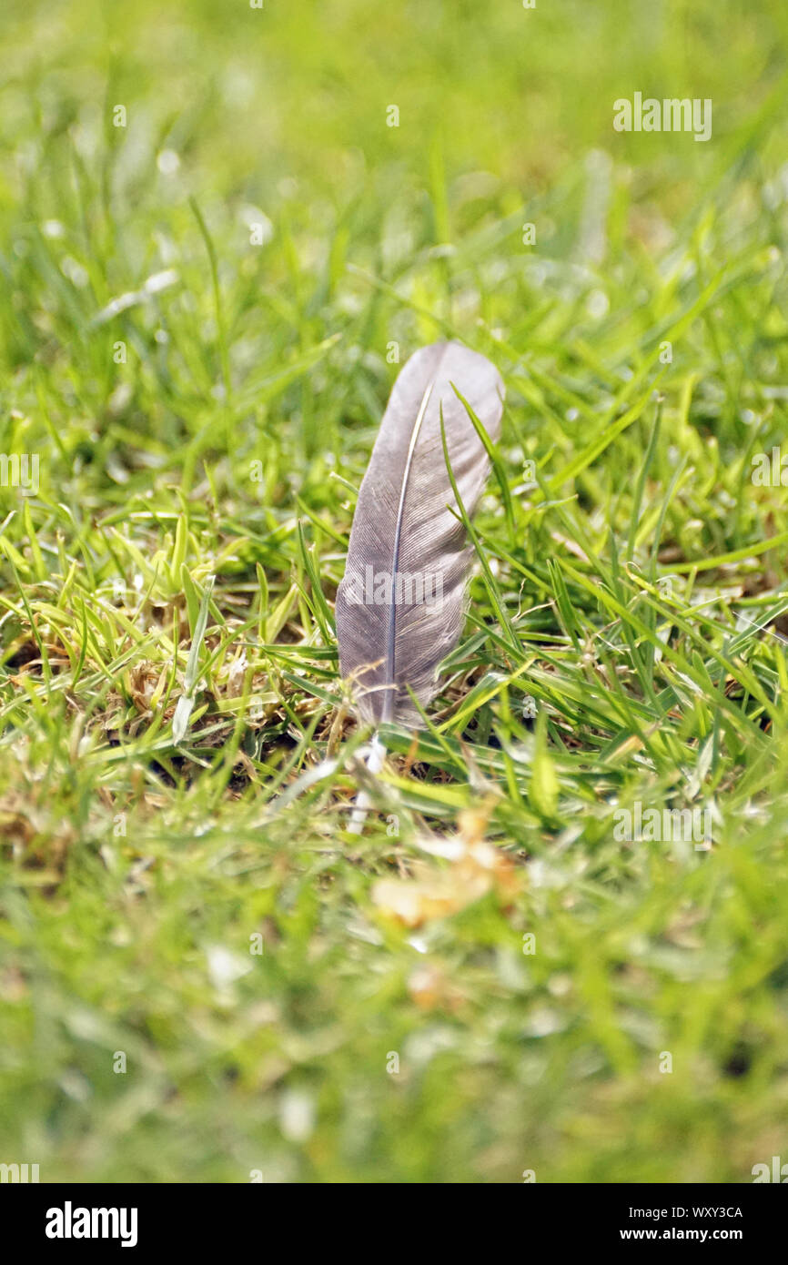 Graue Vogel Feder auf einem Rasen Stockfoto