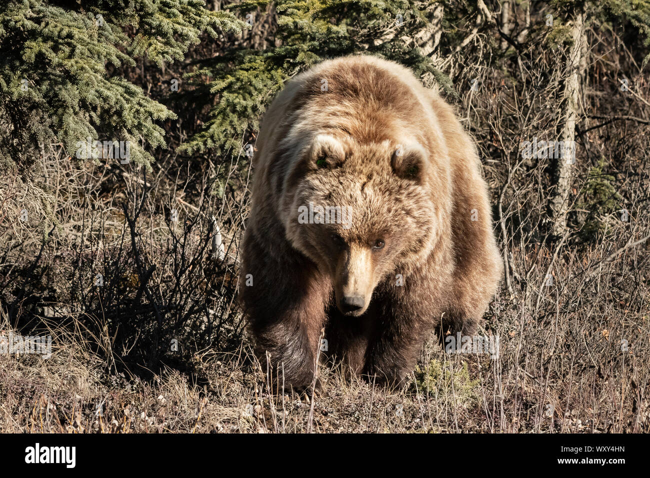 Nordamerika; USA; Alaska; Denali National Park; Tierwelt; Grizzly Bär; Ursus arctos; Feder Stockfoto