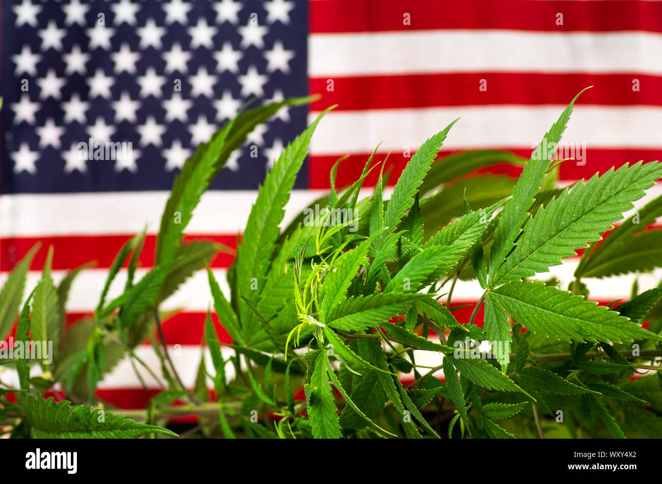 AZ FLAG Marihuana Flagge 150x90cm - 420 Cannabis Fahne Aus Polyester