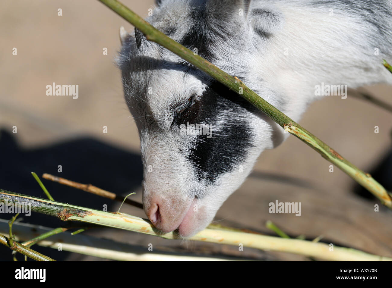 Liebenswert und freundlich kleine Ziege in Korkeasaari, Helsinki fotografiert. In diesem Foto können Sie niedliche Weiße junge Ziege mit mini Hörner essen einen Baum. Stockfoto