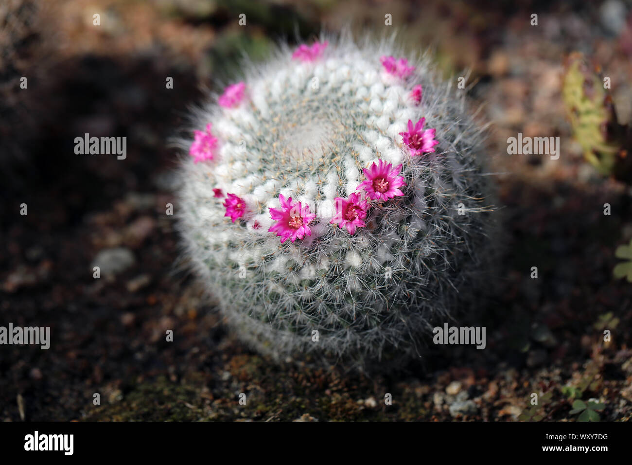 Kleiner grner Kaktus mit kleinen rosa Blten. Schne kleine Pflanzen mit  vielen Stacheln. Wachsende aus Sand. An einem sonnigen Tag fotografiert  Stockfotografie - Alamy