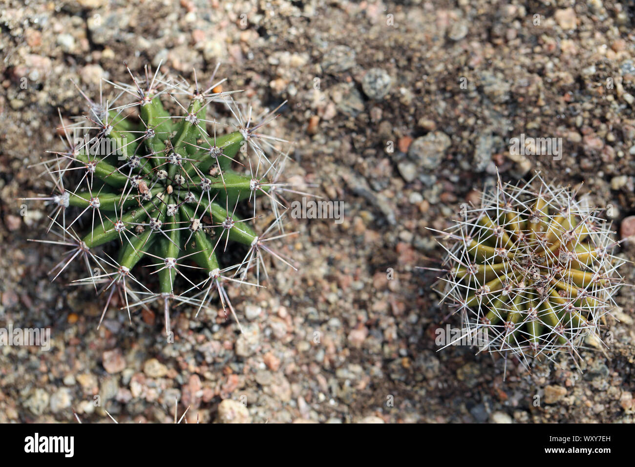 Kleiner grner Kaktus von oben. Schne kleine Pflanzen mit vielen Stacheln.  Wachsende aus Sand. An einem sonnigen Sommertag fotografiert  Stockfotografie - Alamy