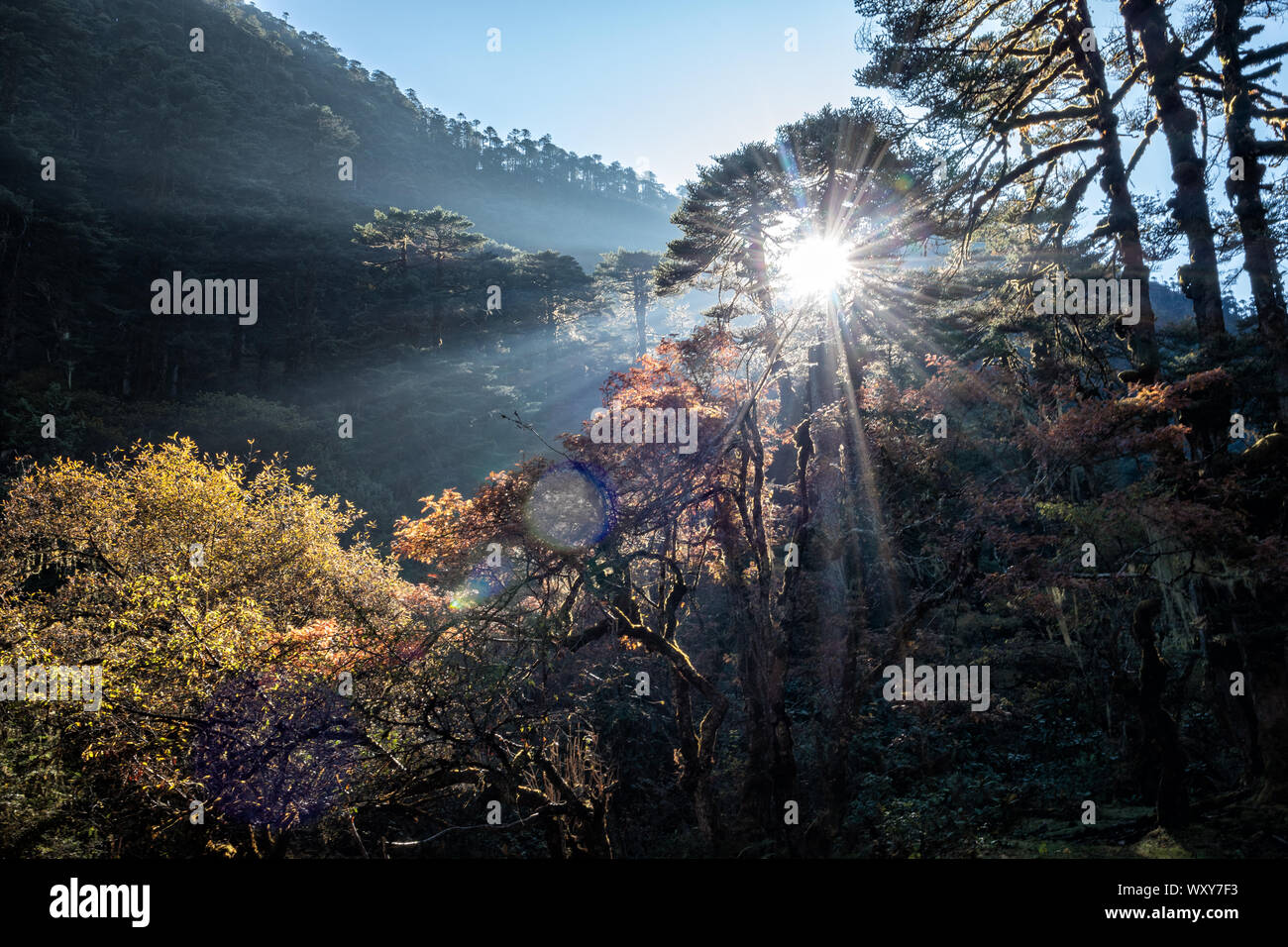 Sonne und Wald auf dem Weg zu Nikka Chhu, Wangdue Phodrang Bezirk, Snowman Trek, Bhutan Stockfoto