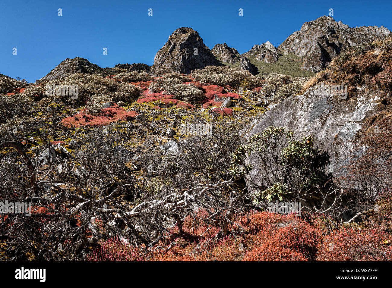 Berge und bunte Vegetation im Tal des Thampe Chhu, Wangdue Phodrang Bezirk, Snowman Trek, Bhutan Stockfoto