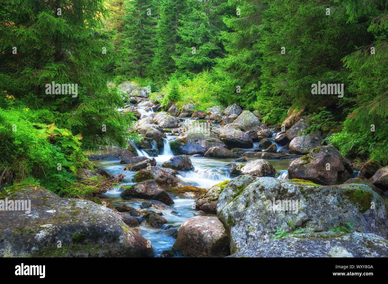 Mountain Stream in Hohe Tatra, Slowakei Stockfoto