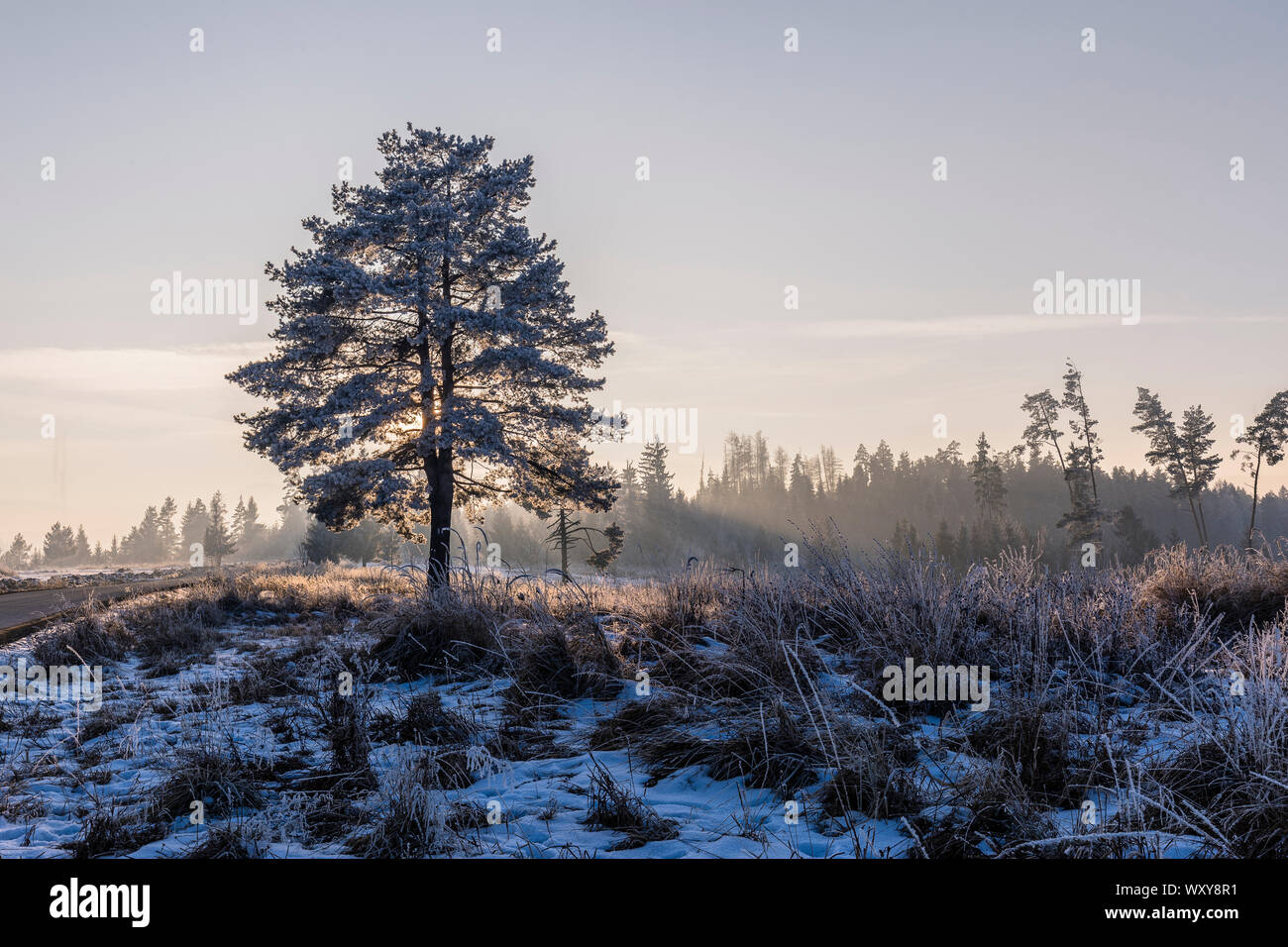 Tundra winter Stockfoto