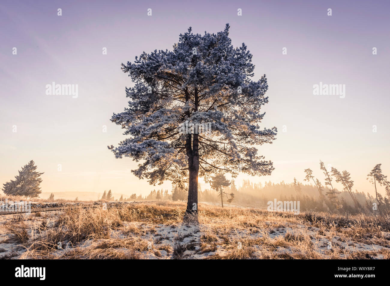 Großer Baum im Winter Stockfoto
