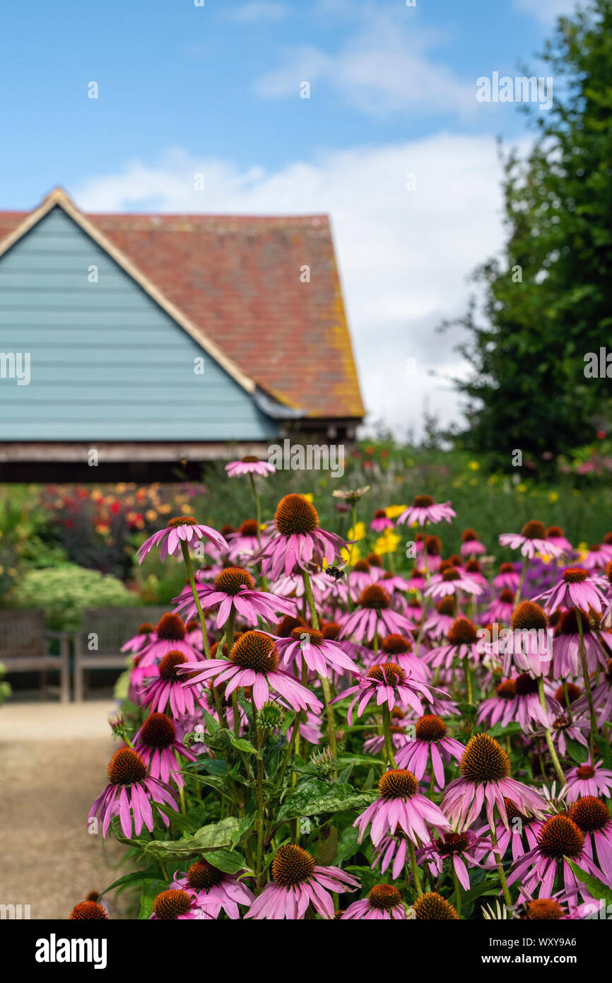 Echinacea Blumen, die in der Blume Grenze bei Aston Pottery. Aston, Bampton, Oxfordshire, England Stockfoto