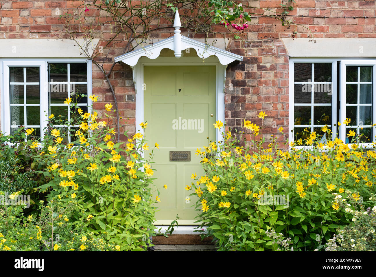 Heliopsis helianthoides. Falsche Sonnenblumen auf beiden Seiten einer roten Backstein Haus Tür. Ashton unter Hill, Distrikt Wychavon, Worcestershire, Großbritannien Stockfoto