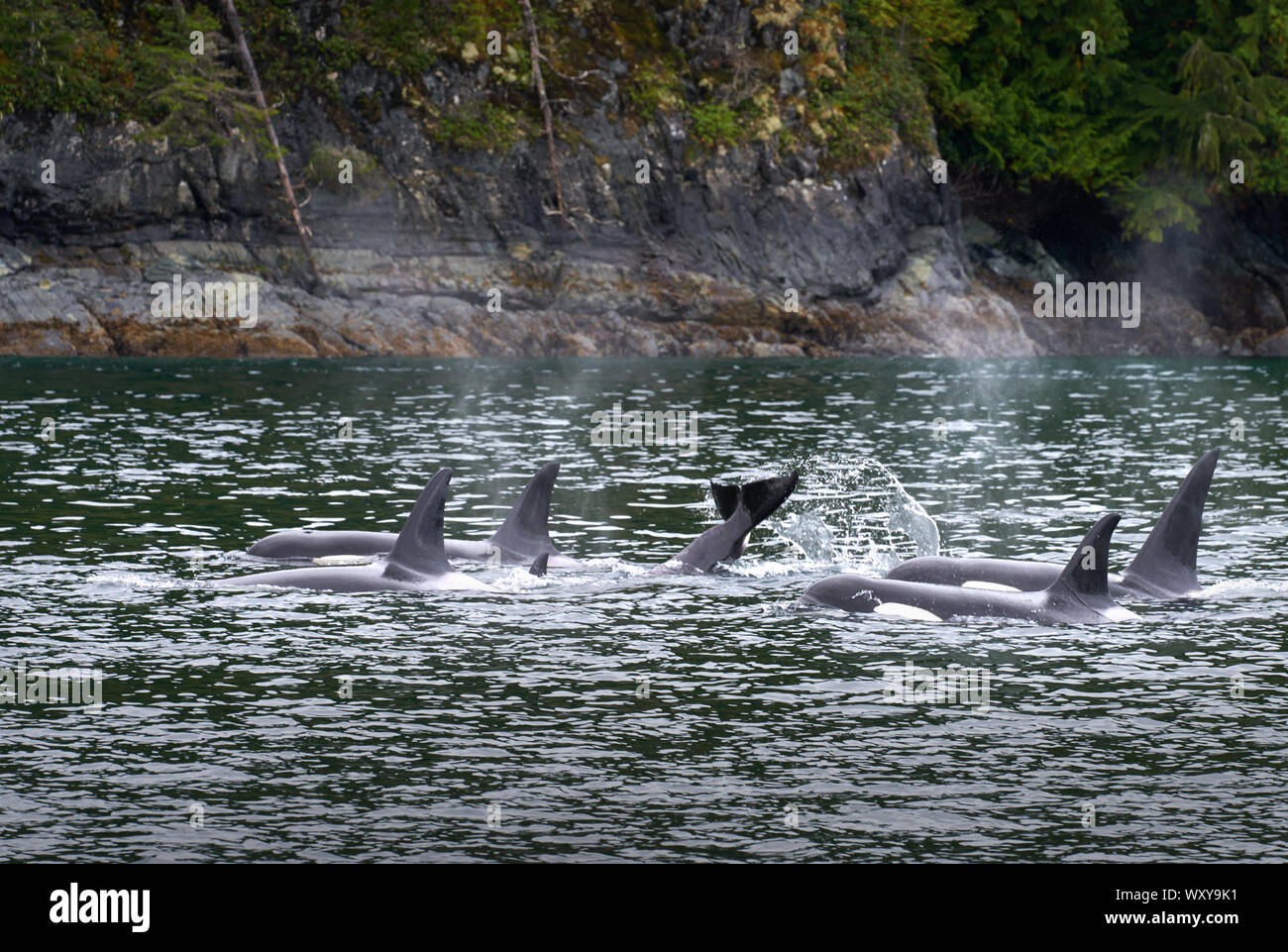 Johnstone Strait Orcas British Columbia. Eine Herde Orcas Fütterung in der Johnstone Strait, British Columbia. Stockfoto