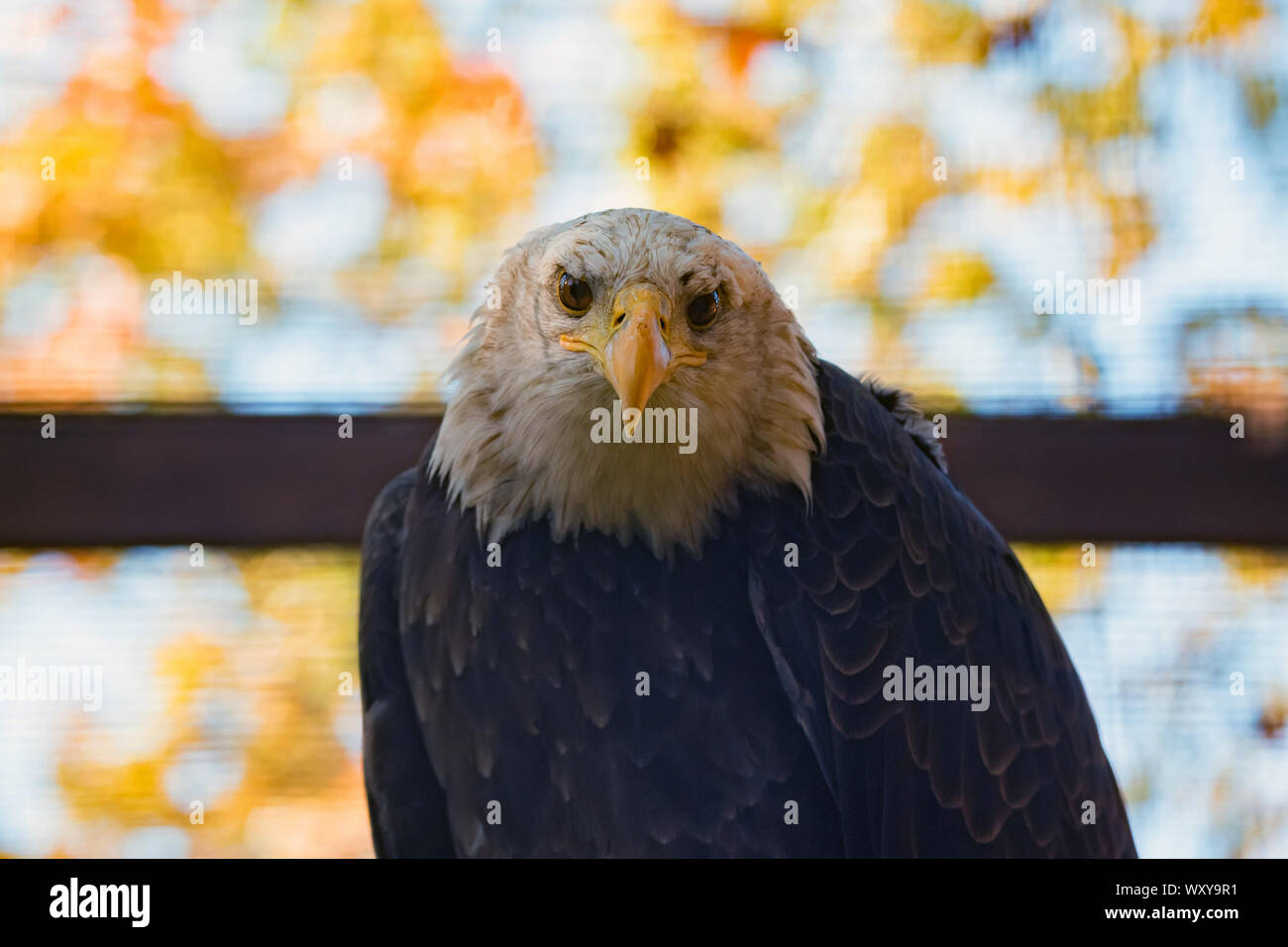 Der Weißkopfseeadler haliaeetus Leucocephalus oder in Gefangenschaft Stockfoto