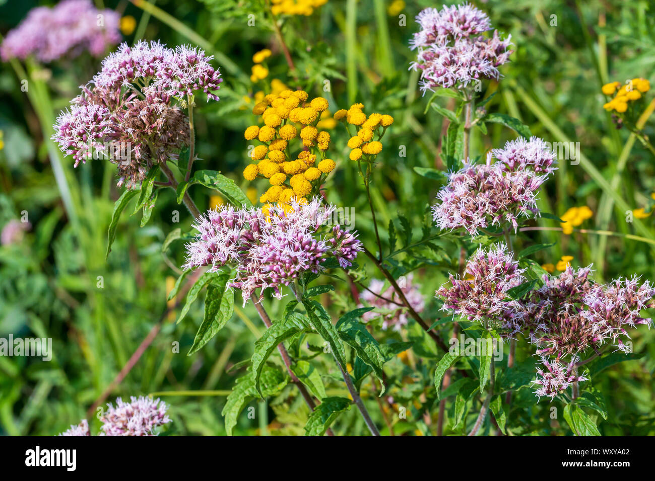Eupatorium cannabinum und Rainfarn Blütenstände closeup Stockfoto