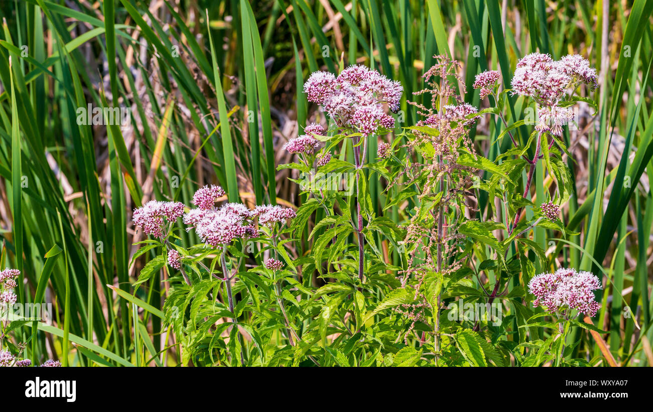 Eupatorium cannabinum Blütenstände auf grünem Gras Hintergrund Stockfoto