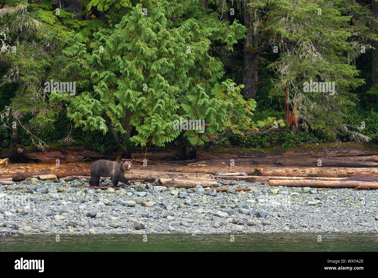 West Coast Grizzly Bär. Ein Grizzly Bär Fütterung am Ufer der Johnstone Strait, British Columbia. Stockfoto