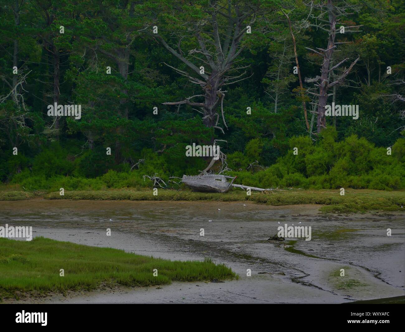 Ancienne épave de bateau De Peche en bois échoué dans un marrais au Conquet; Zobel, Landes, souche de bois flotté et Foret de Pins Stockfoto