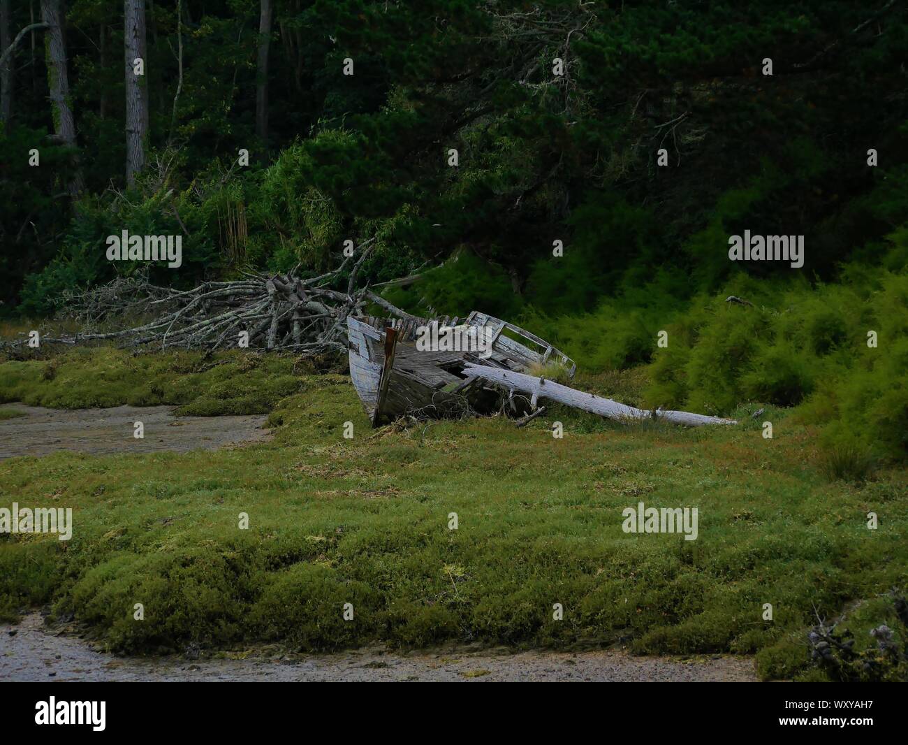Ancienne épave de bateau De Peche en bois échoué dans un marrais au Conquet; Zobel, Landes, souche de bois flotté et Foret de Pins Stockfoto