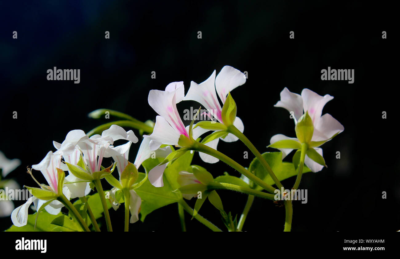 Geranien Blumen Hintergrund Stockfoto