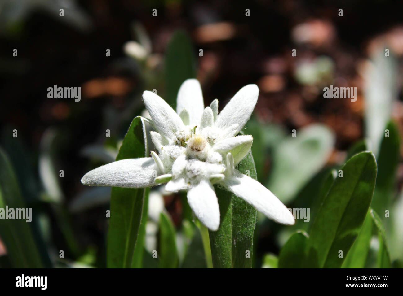 Edelweiß Stockfoto