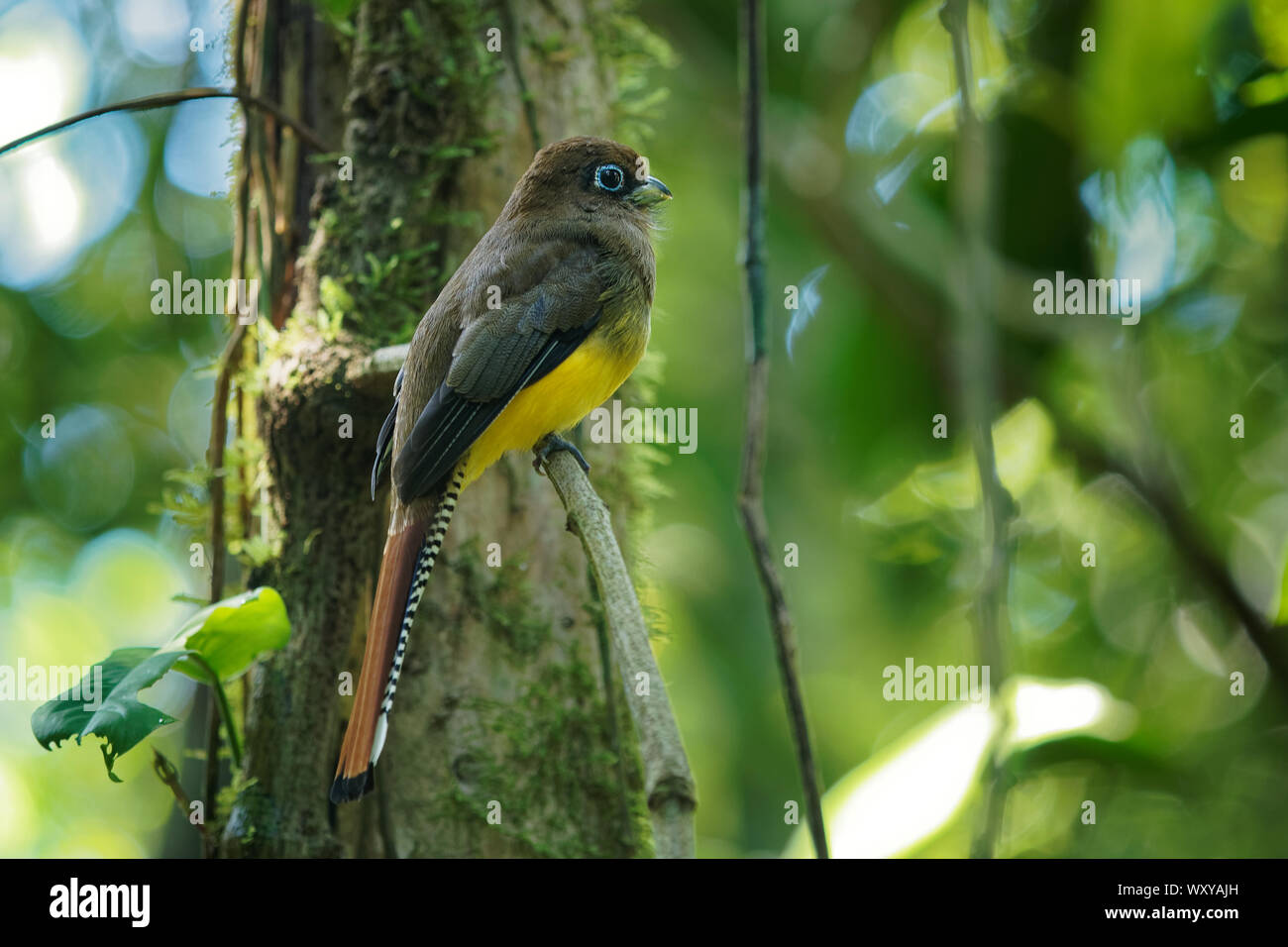 Trogon rufus-Black-throated Trogon, auch yellow-bellied Trogon, in der Nähe von aus der trogon Familie, Trogonidae, Rassen im Tiefland von Hondur Stockfoto