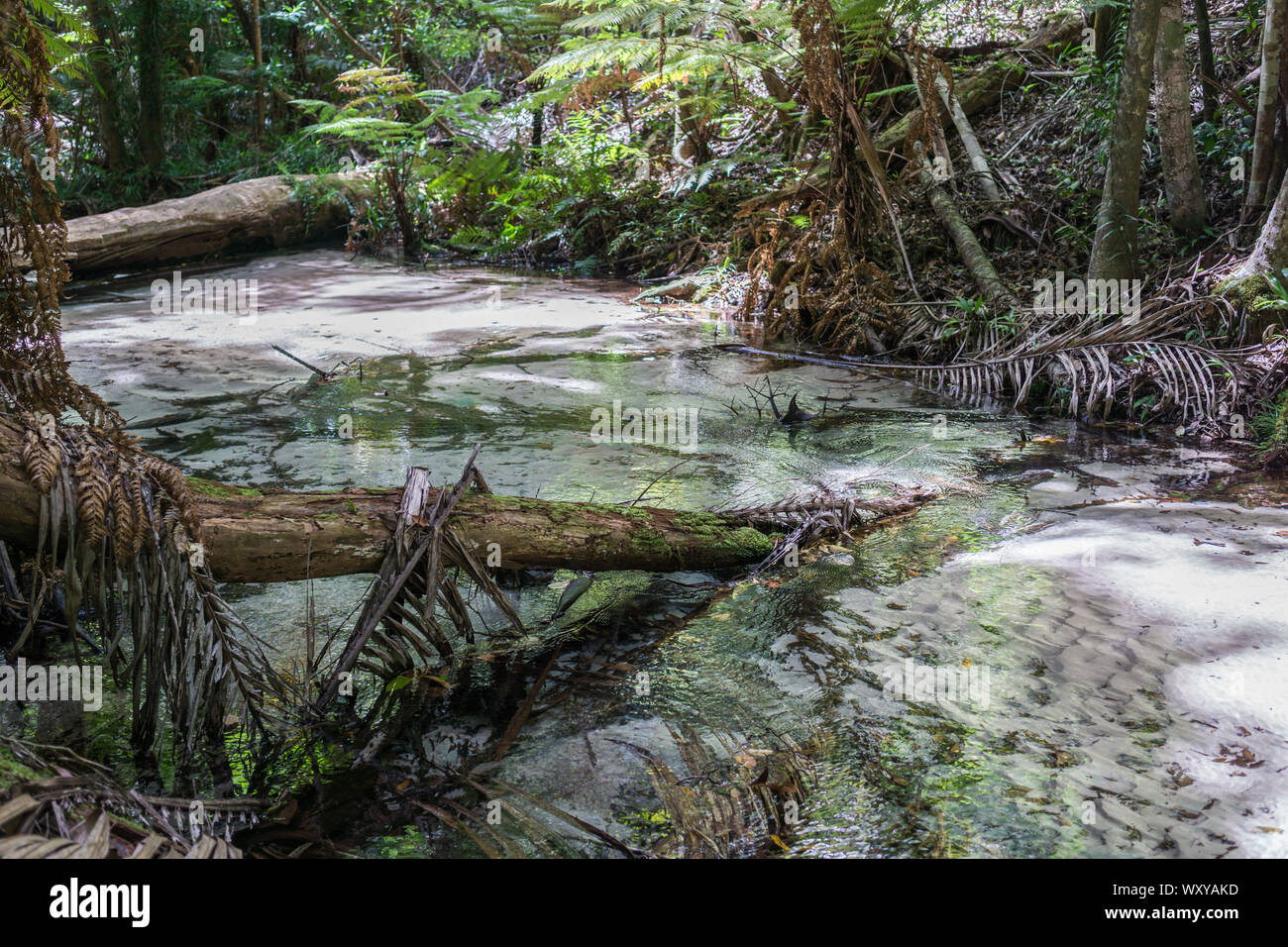 Regenwald auf Fraser Island, Australien Stockfoto