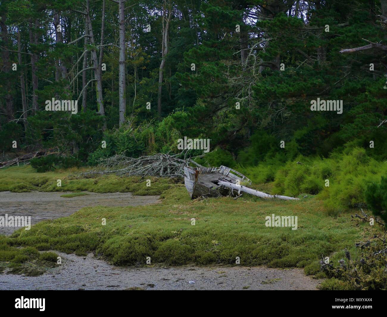 Ancienne épave de bateau De Peche en bois échoué dans un marrais au Conquet; Zobel, Landes, souche de bois flotté et Foret de Pins Stockfoto