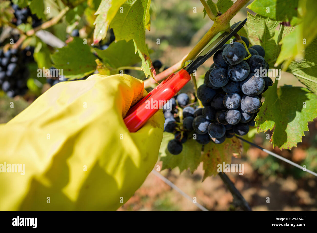 Ernte Regent Wein trauben in der ökologischen Weinberg Stockfoto