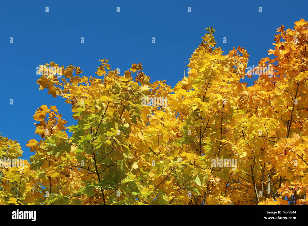 Goldenes Herbstlaub vor strahlend blauem Himmel Stockfoto