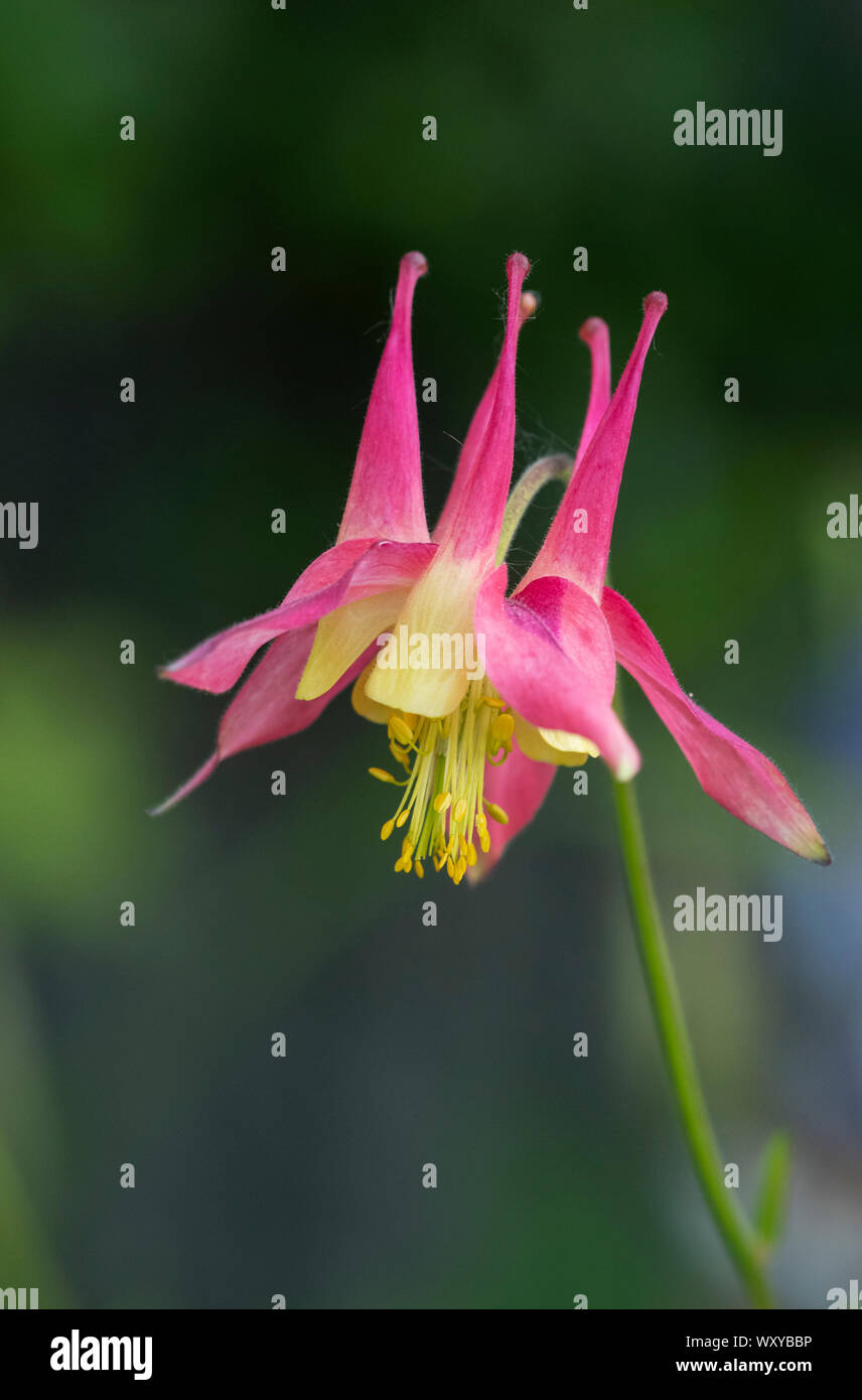 Nordamerika; USA; Alaska; Portage Valley; Pflanzen; Wildblumen; Westliche Akelei, Aquilegia Formosa; Blumen Stockfoto