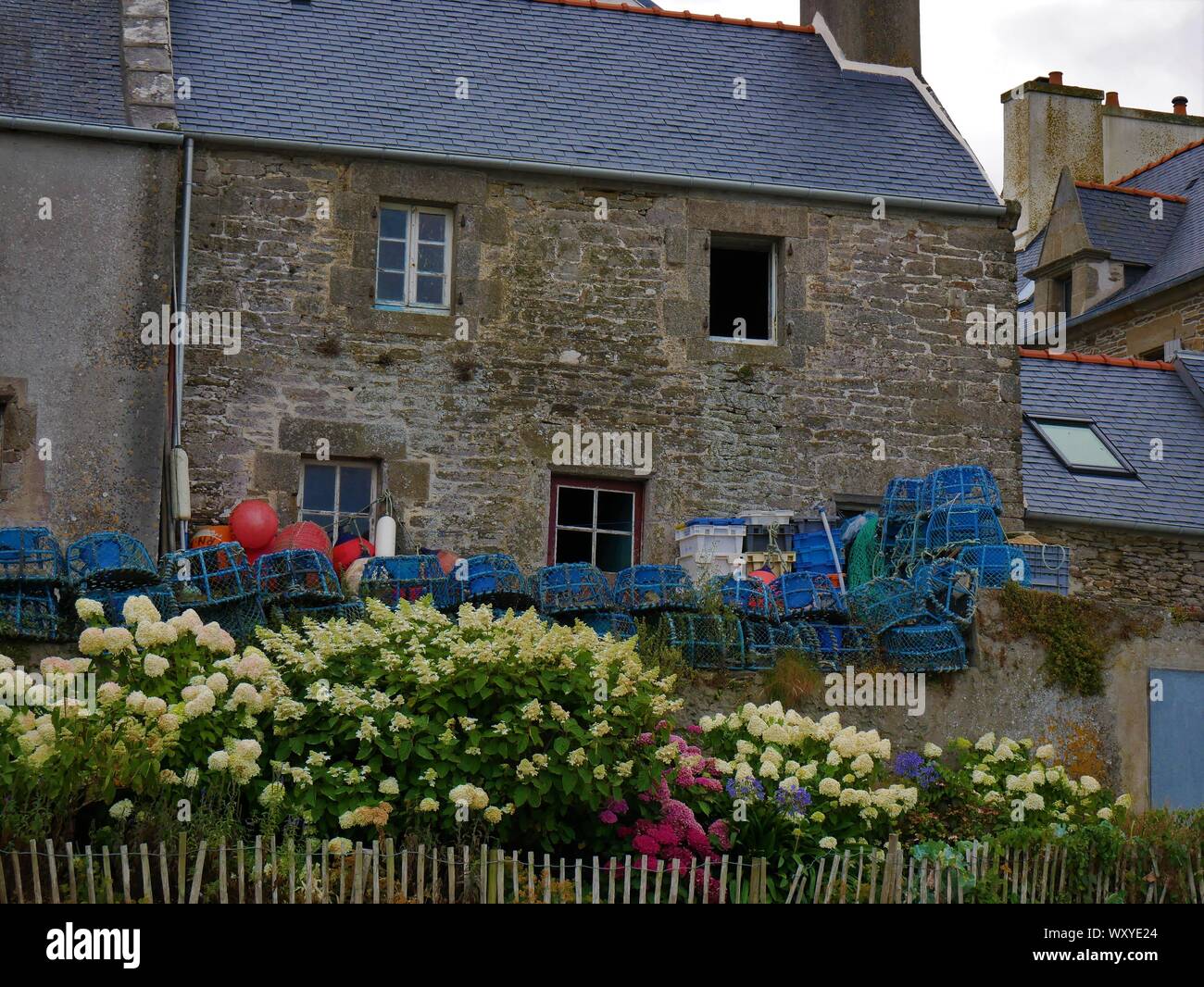 Maison bretonne Fleurie d'Hortensias avec des accessoires de Peche au crustacés, toit de Ardoise, casier De Peche, Le Conquet, Bretagne Stockfoto