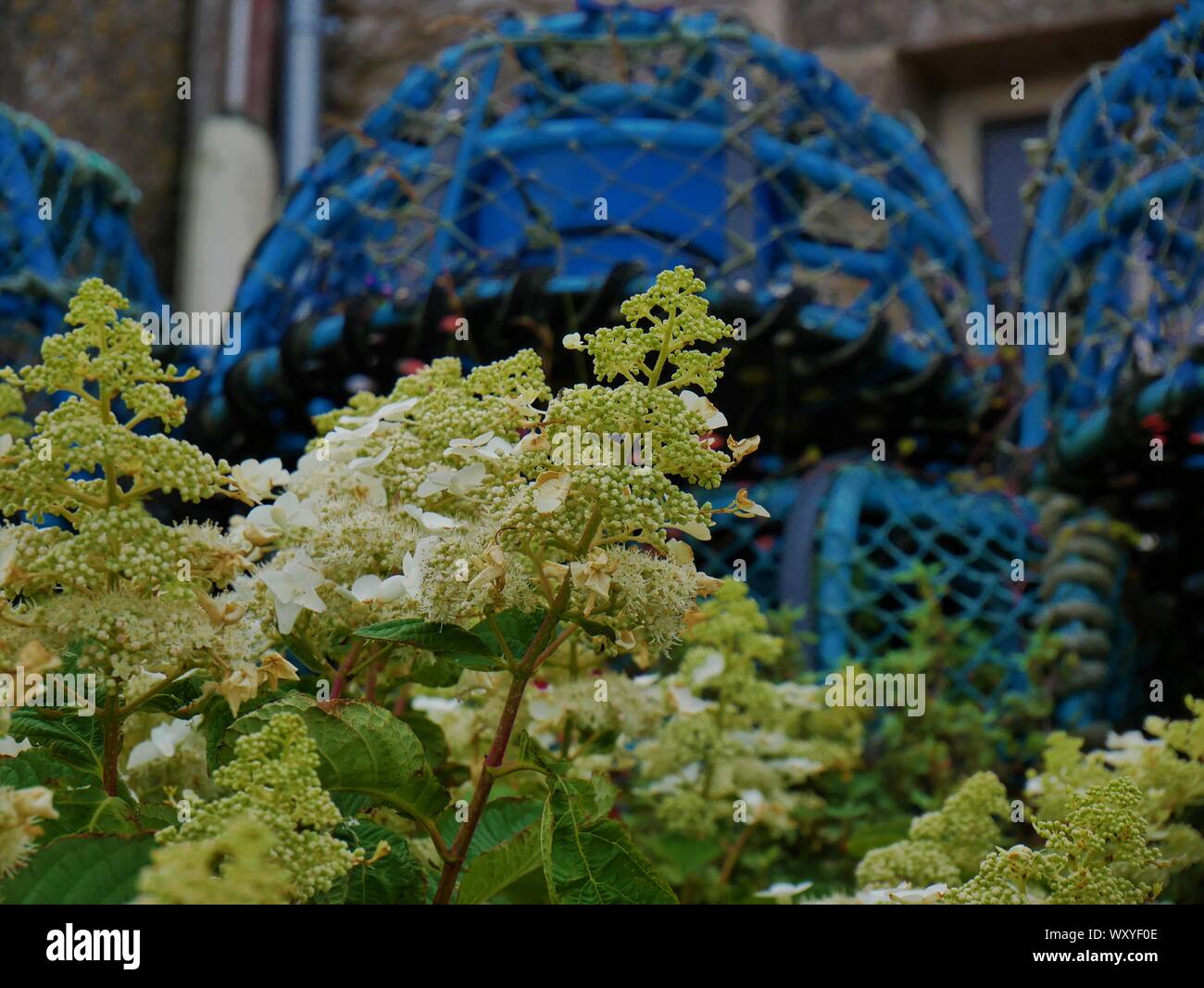 Maison bretonne Fleurie d'Hortensias avec des accessoires de Peche au crustacés, toit de Ardoise, casier De Peche, Le Conquet, Bretagne Stockfoto