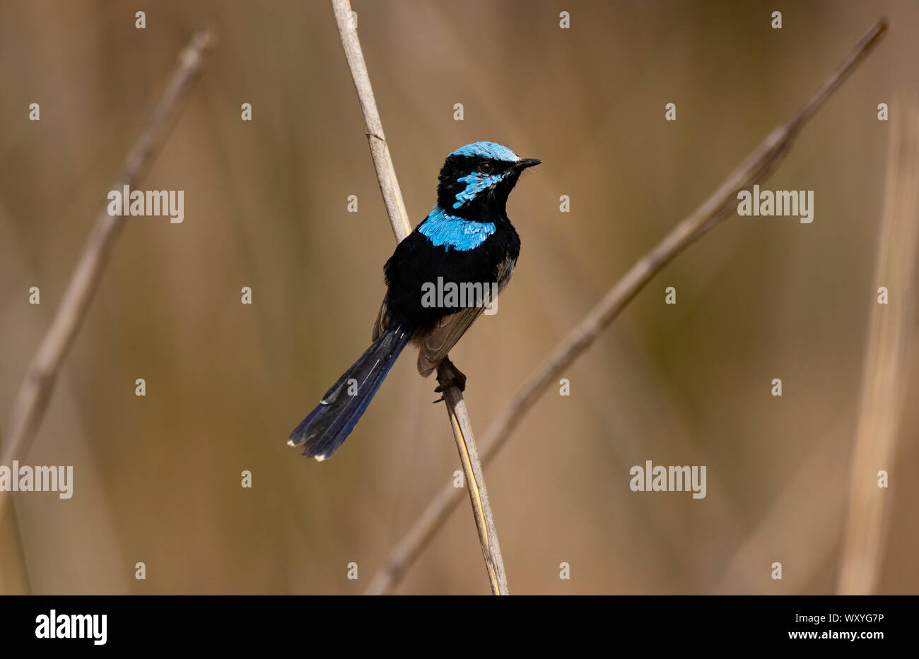 Schönen blauen Super Fairywren, Malurus cyaneus, Männchen bei der Paarung Gefieder, in Mudgee New South Wales, Australien, mit Kopie Raum Stockfoto