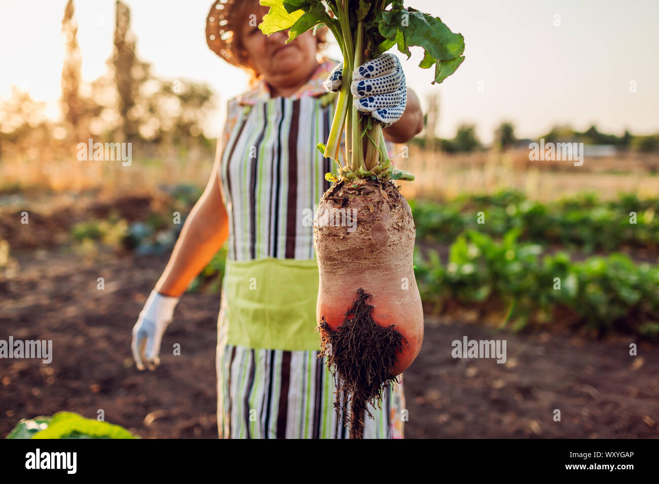 Rote Bete. Bauer zog rote Bete aus dem Boden und halten. Herbst Ernte. Kommissionierung Gemüse. Stockfoto