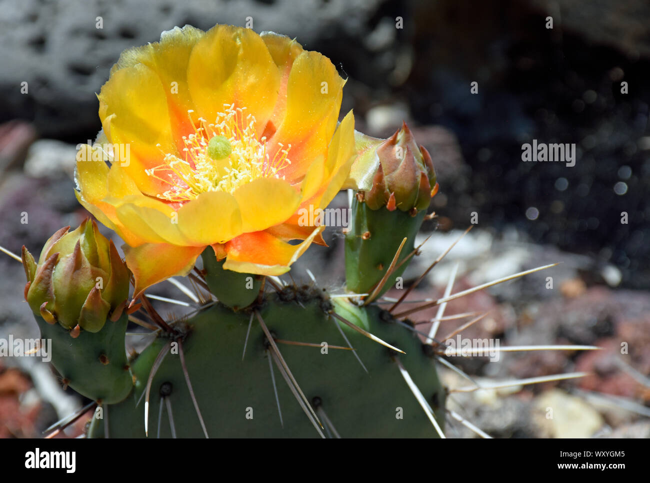 Engelmann Feigenkaktus oder Texas feigenkaktus fotografiert im botanischen Garten in New Mexico Stockfoto