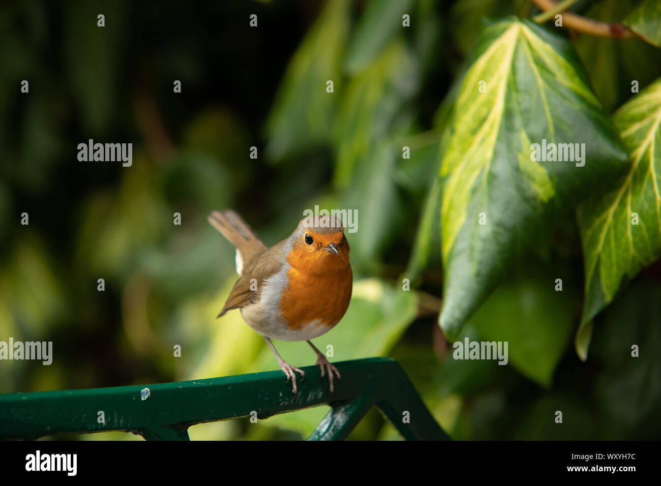 Robin Nahaufnahme im Garten auf pearch Stockfoto