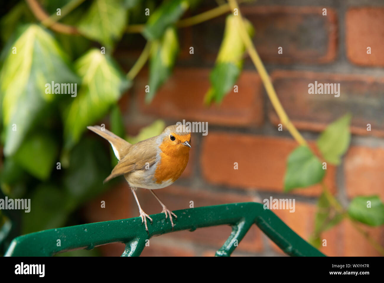 Robin Nahaufnahme im Garten auf pearch Stockfoto