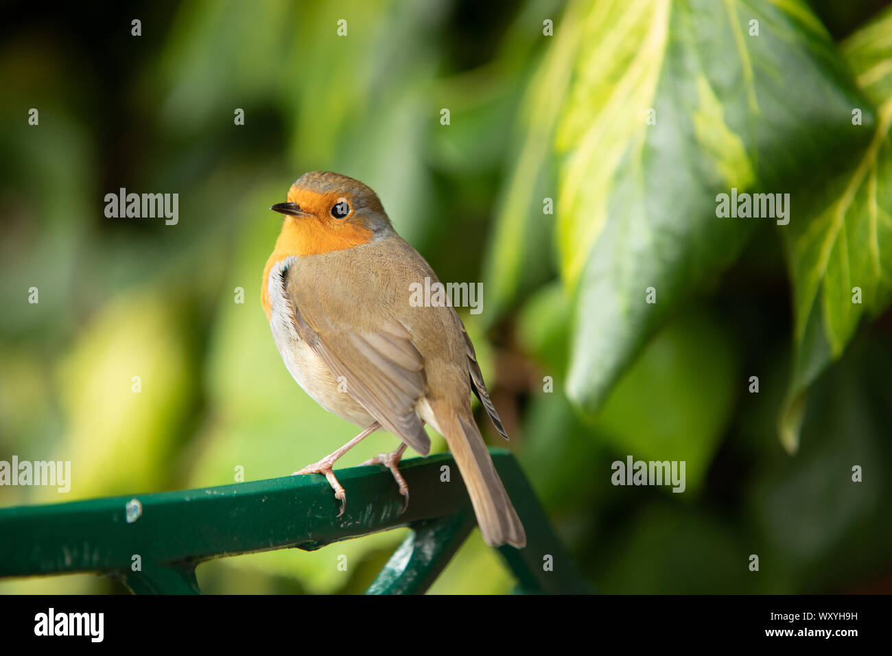 Robin Nahaufnahme im Garten auf pearch Stockfoto