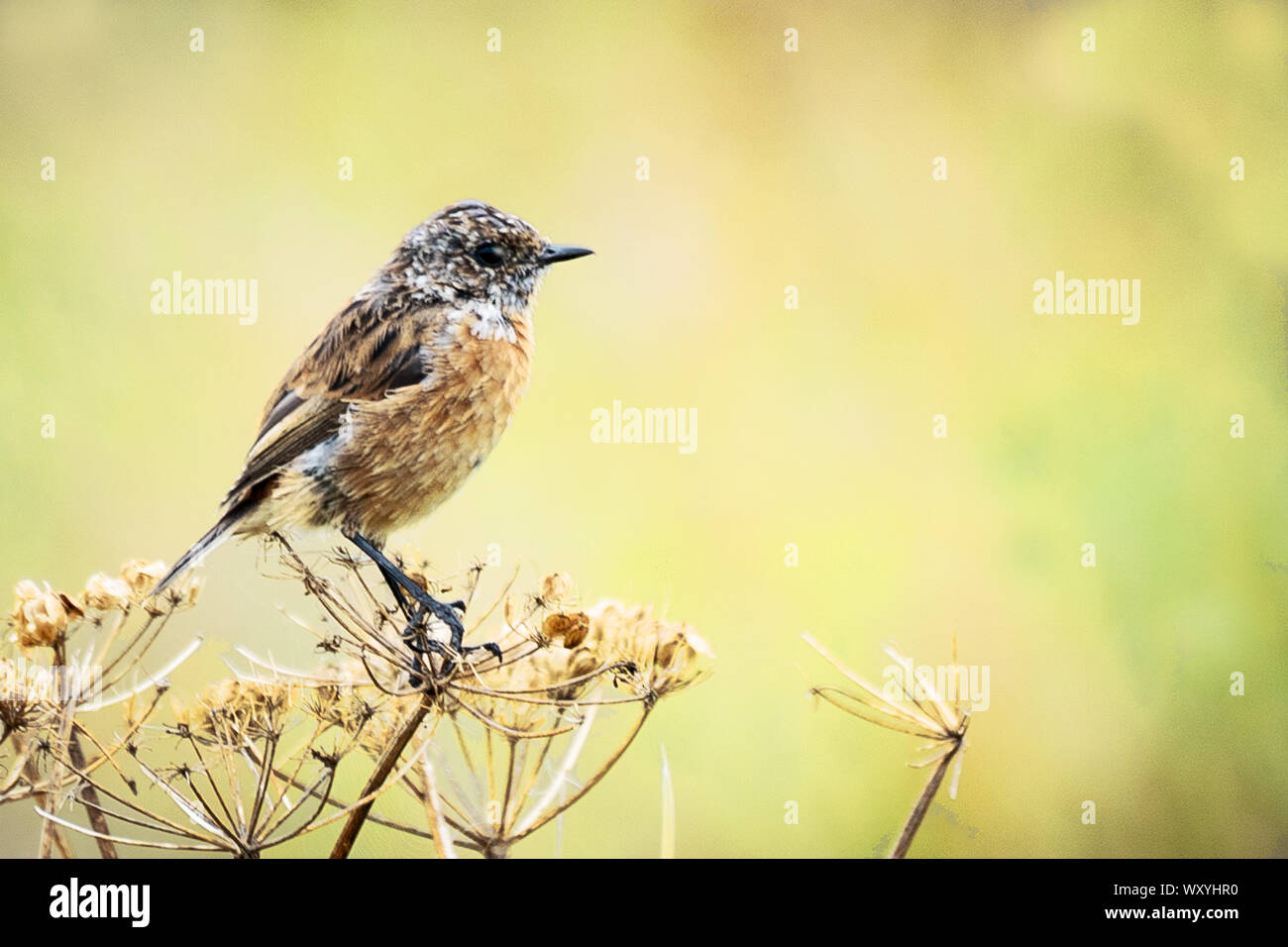 Schwarzkehlchen thront auf einem Betrieb in der Nähe von Stockfoto