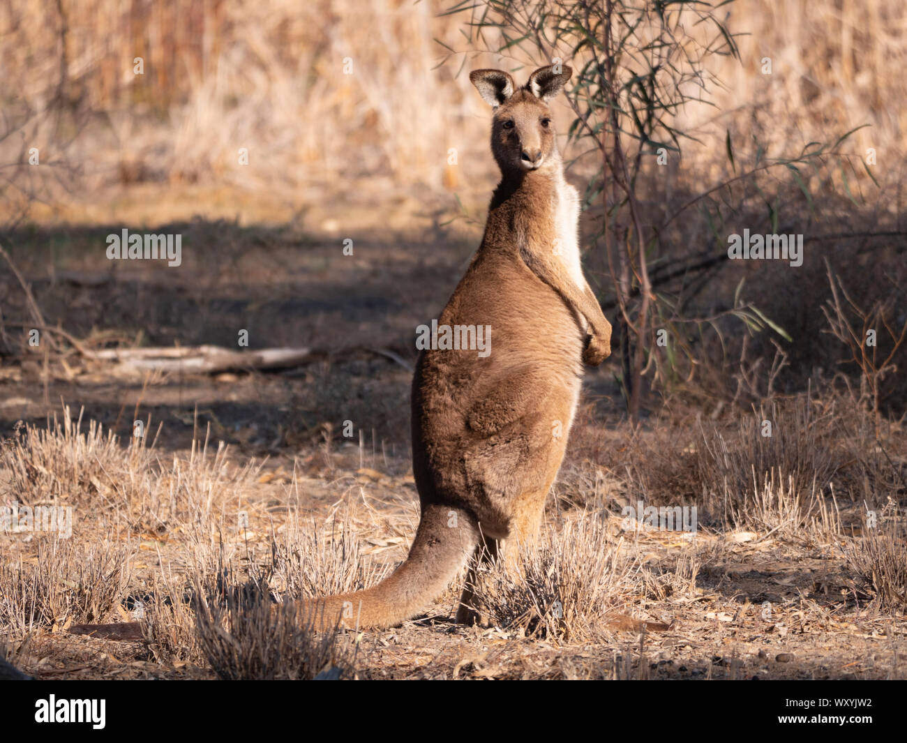 Eastern Grey Kangaroo, Macropus giganteus, im Gras Land in der Nähe von Warren, New South Wales, Australien. Stockfoto