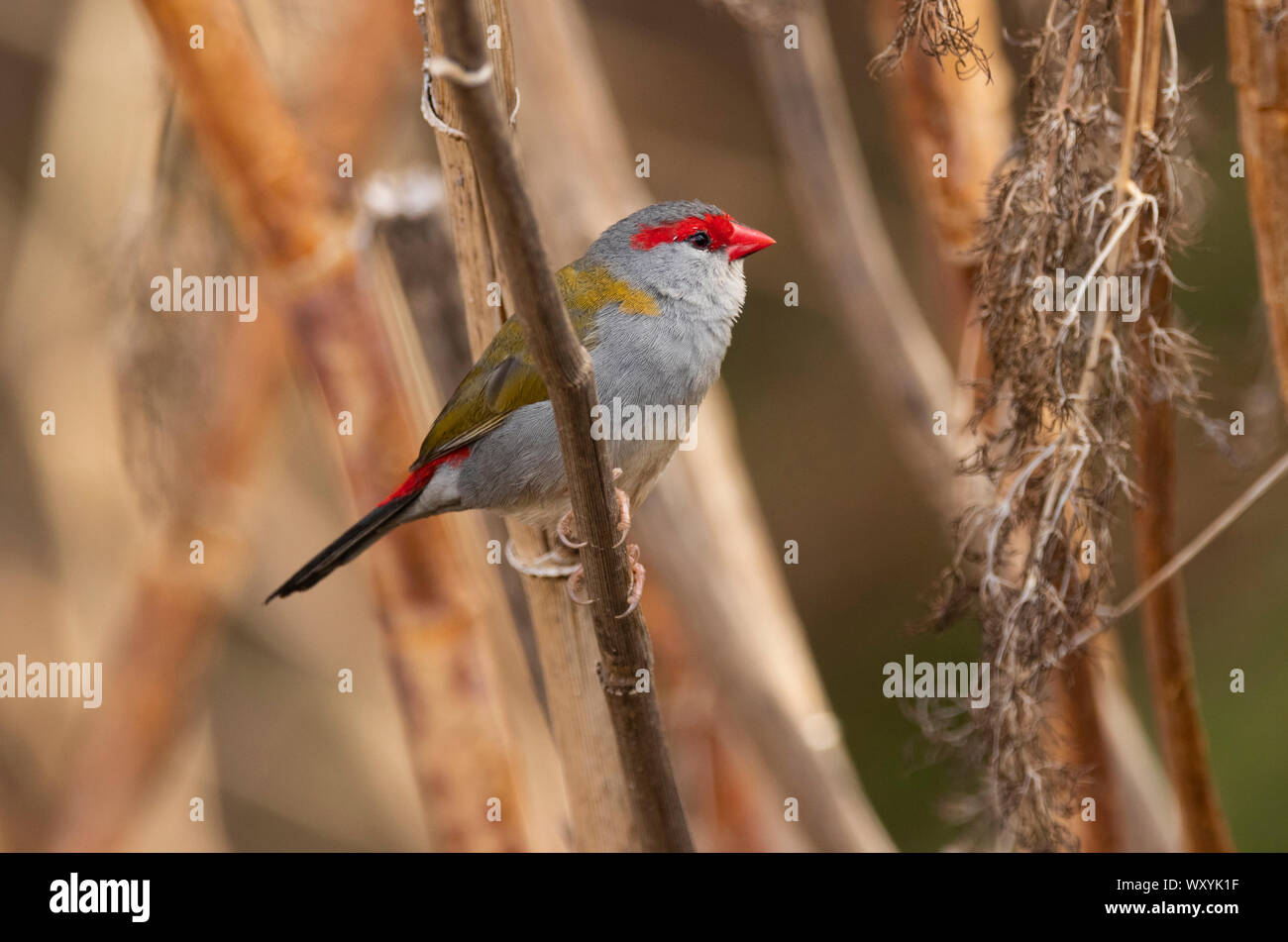 Red tiefsten Fink, Neochmia temporalis thront in einem Baum an Mudgee New South Wales, Australien. Stockfoto