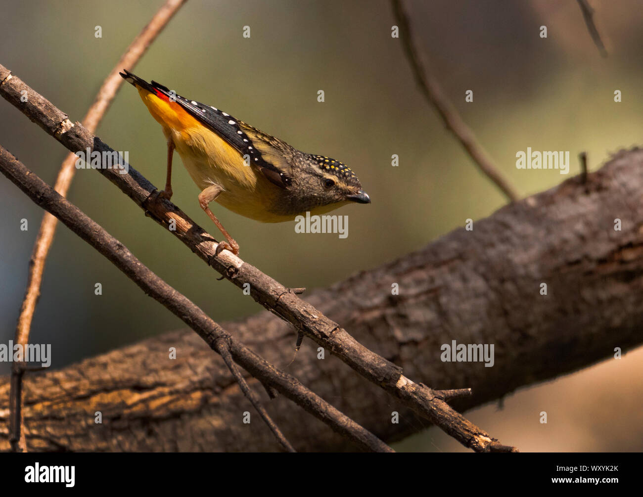 Pardalote, Pardalotus punctatus, an Munghorn Lücke auf der Great Dividing Range östlich von Mudgee, New South Wales, Australien entdeckt Stockfoto