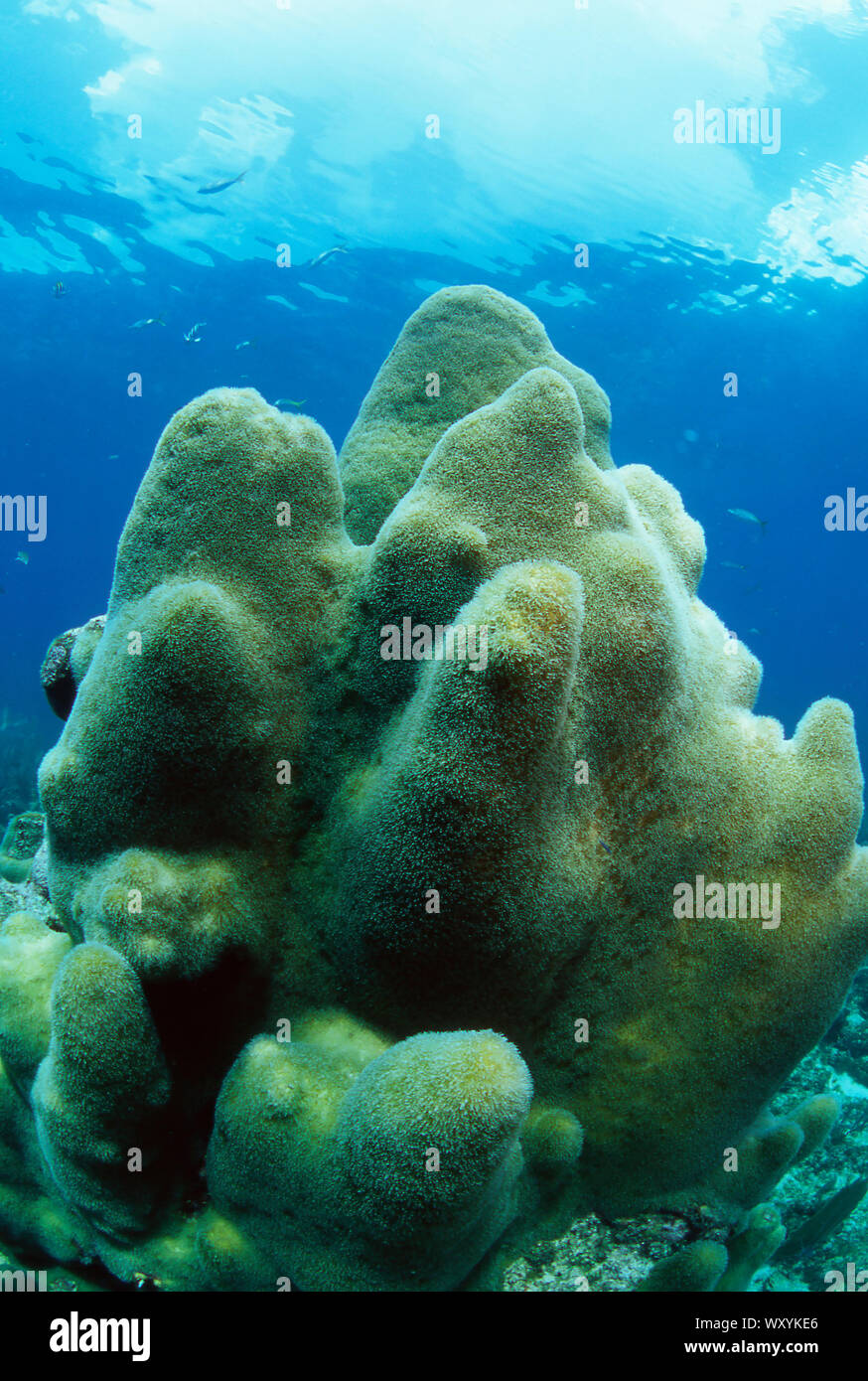 Säule Coral, Florida Keys National Marine Sanctuary Stockfoto