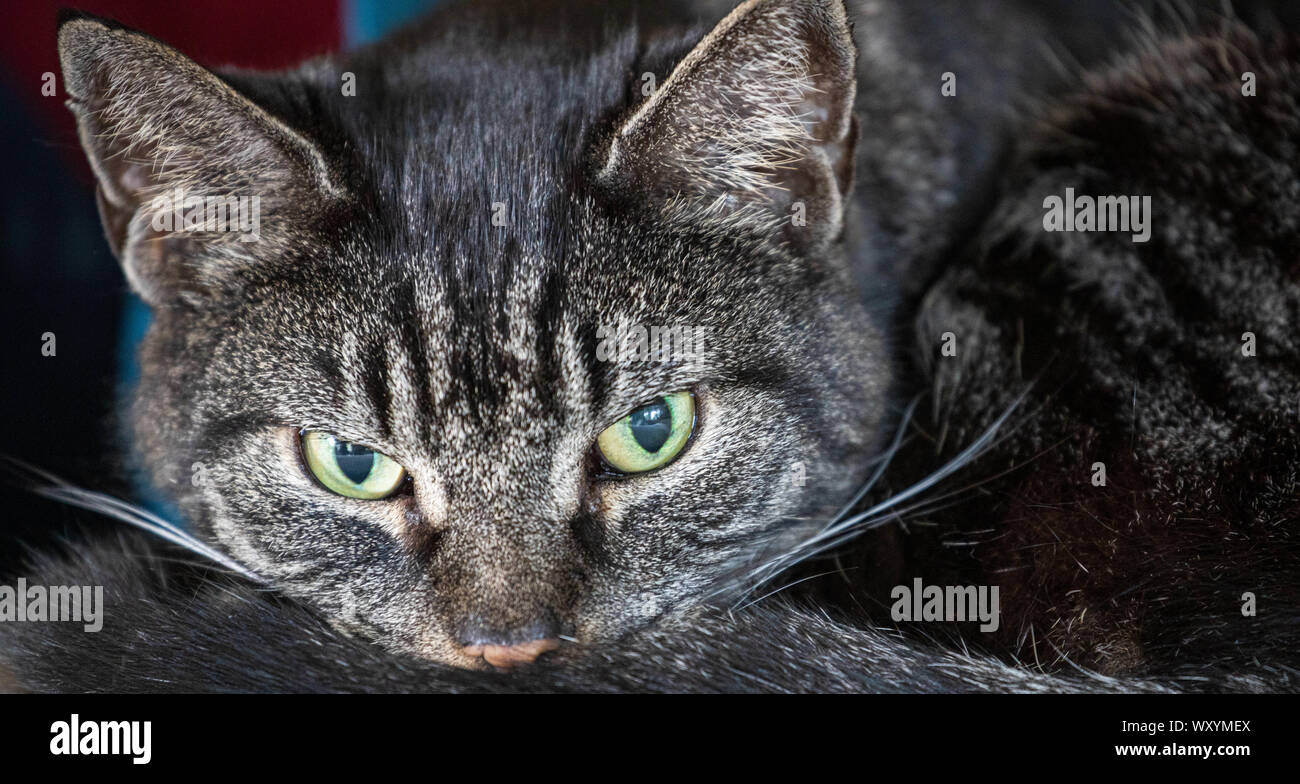 Schönen indoor Cat mit intensiven Blick gewellt in Schlafposition Stockfoto