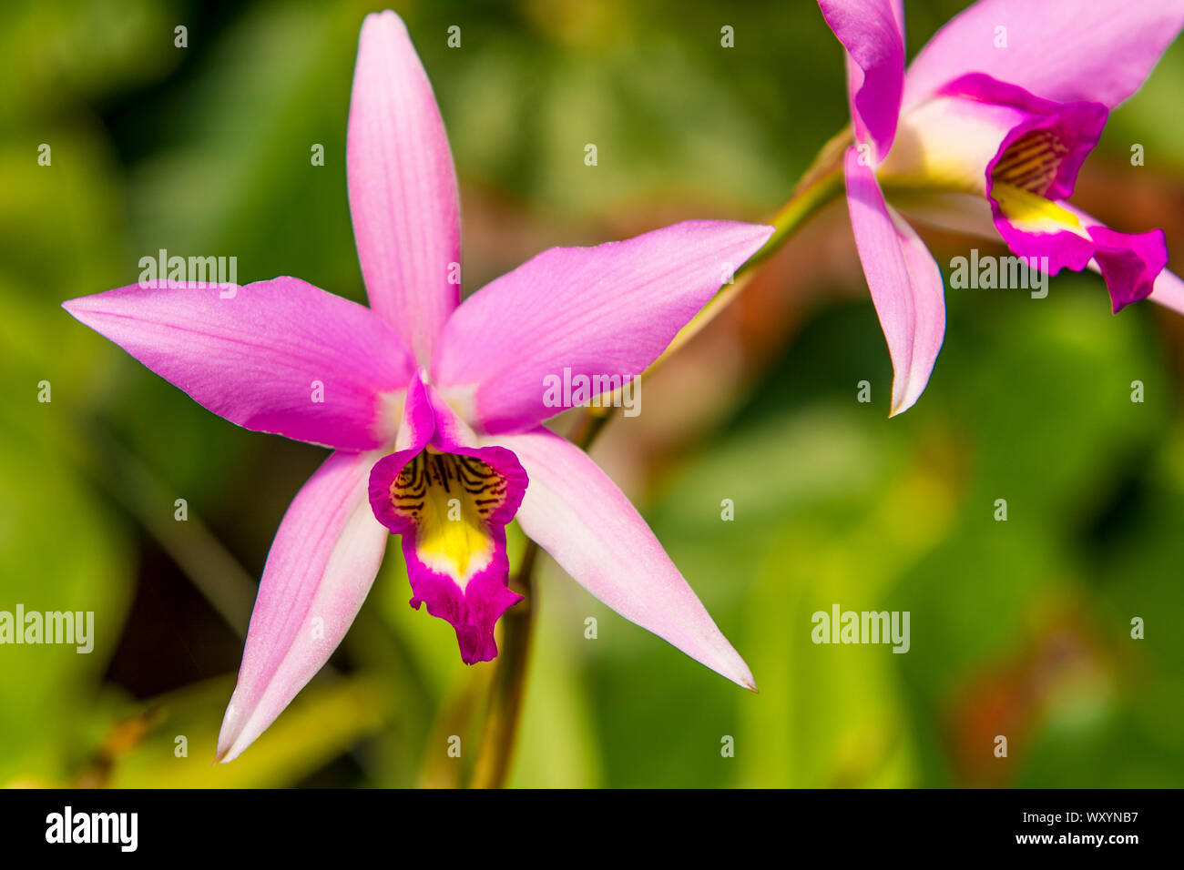Blumen in den botanischen Gärten von Puerto Vallarta