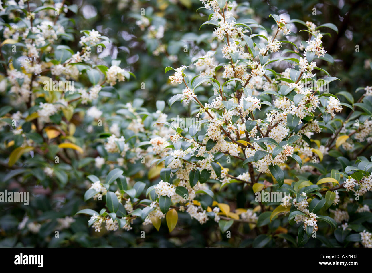 Burkwood Osmanthus im Frühling, mit weißen Blumen bedeckt Stockfoto