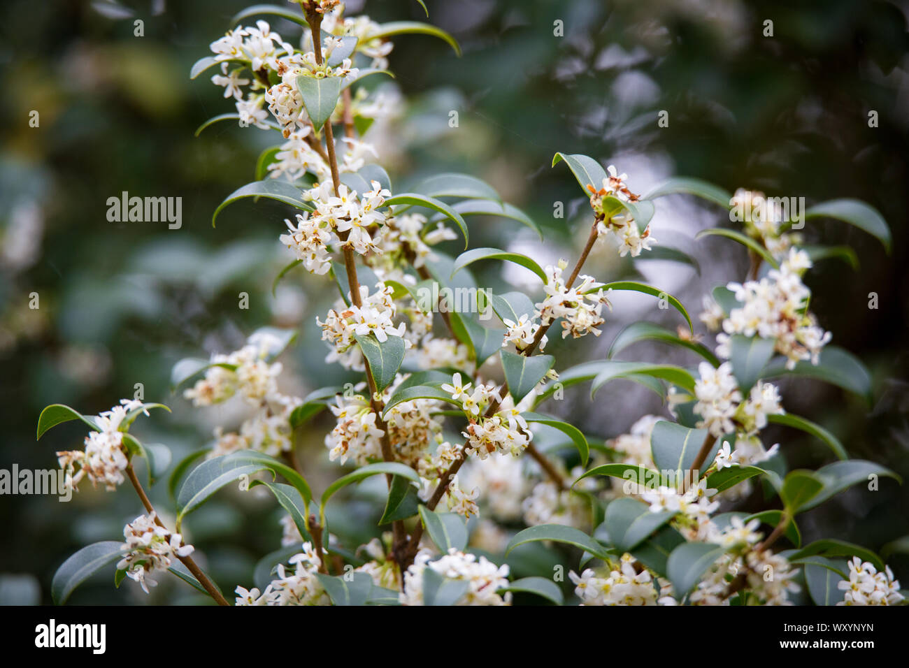 Burkwood Osmanthus im Frühling, mit weißen Blumen bedeckt Stockfoto